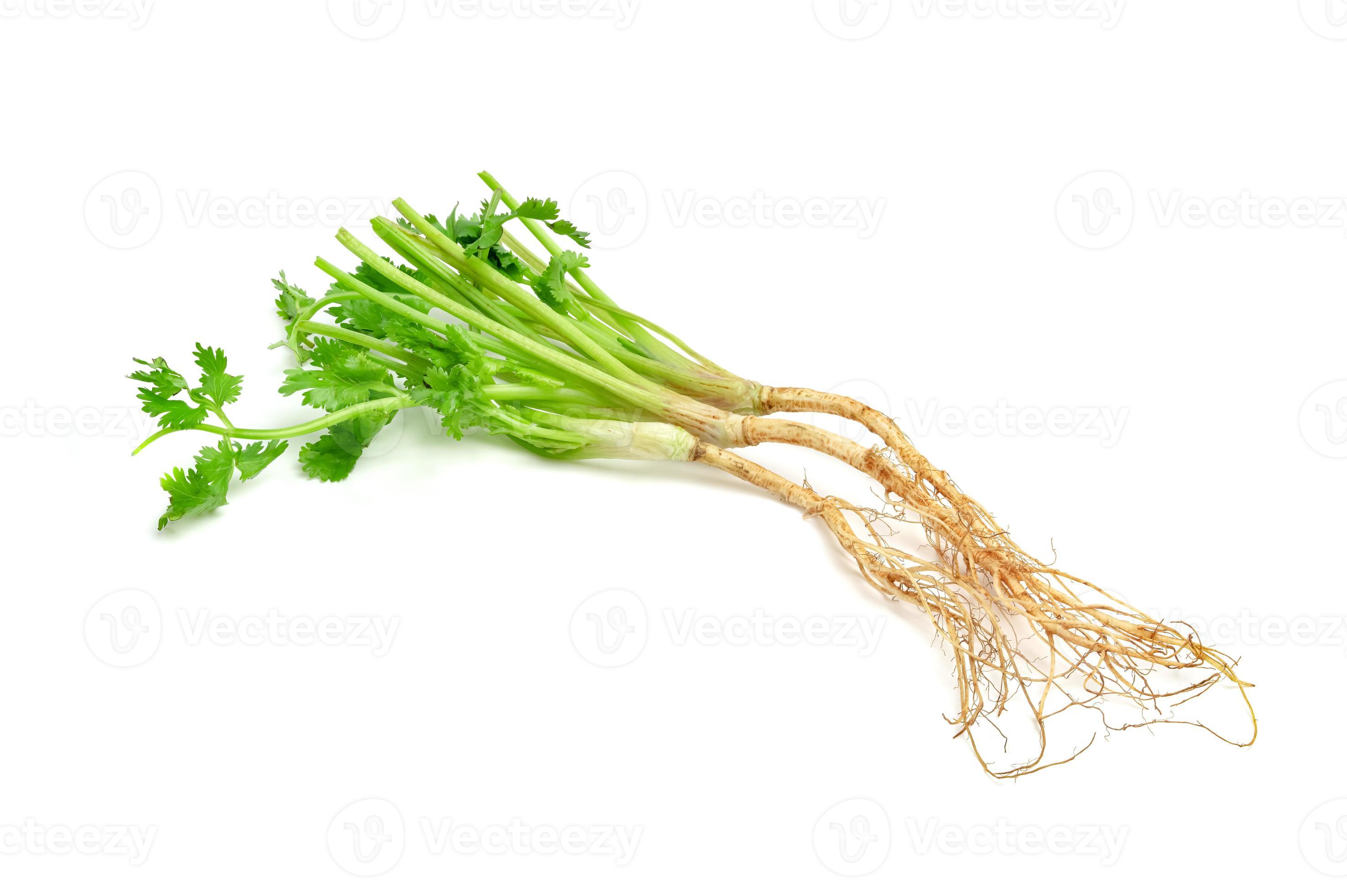 Coriander or Cilantro root isolated on white background 11090634 Stock