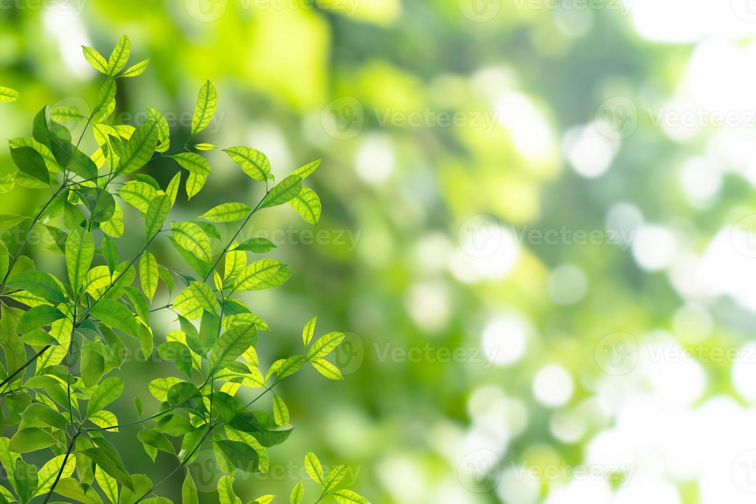 Green leaves pattern for summer or spring season concept,leaf with bokeh textured background photo