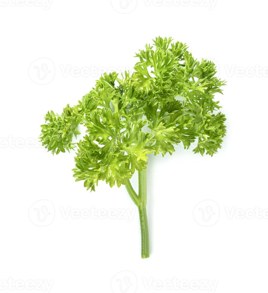 Parsley leaf or Petroselinum crispum leaves isolated on white background ,Green leaves pattern photo