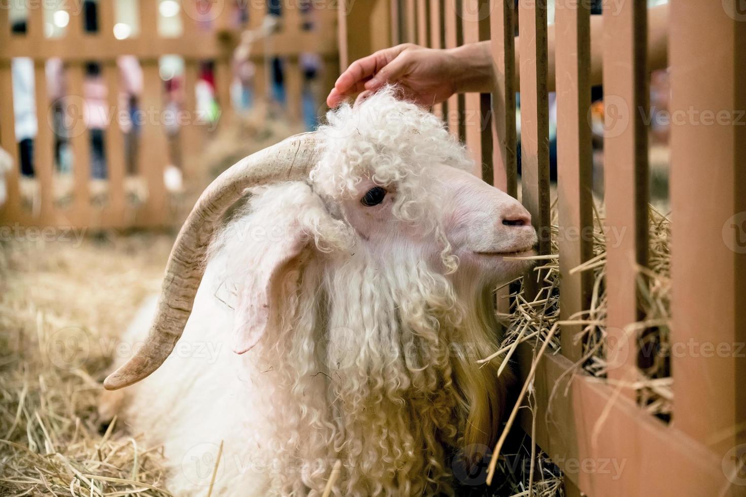 angora goat in the hay photo