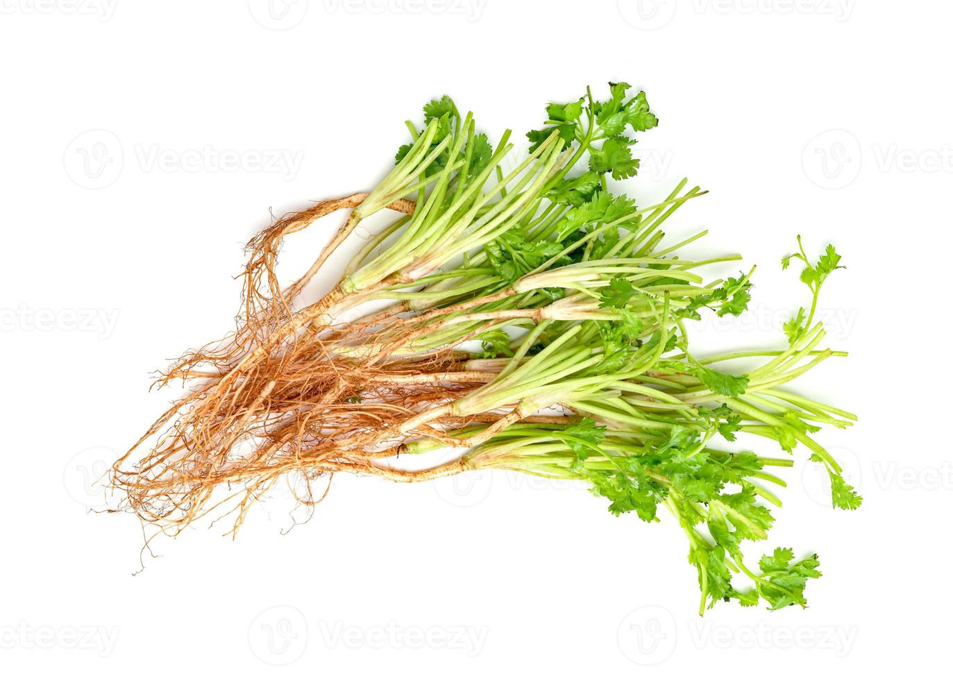 Coriander or Cilantro root isolated on white background photo