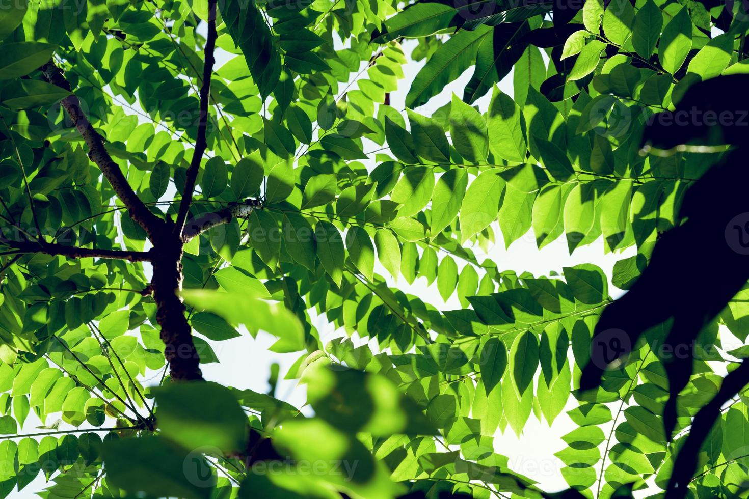 Green leaves pattern,star gooseberry tree in garden,Phyllanthus acidus photo