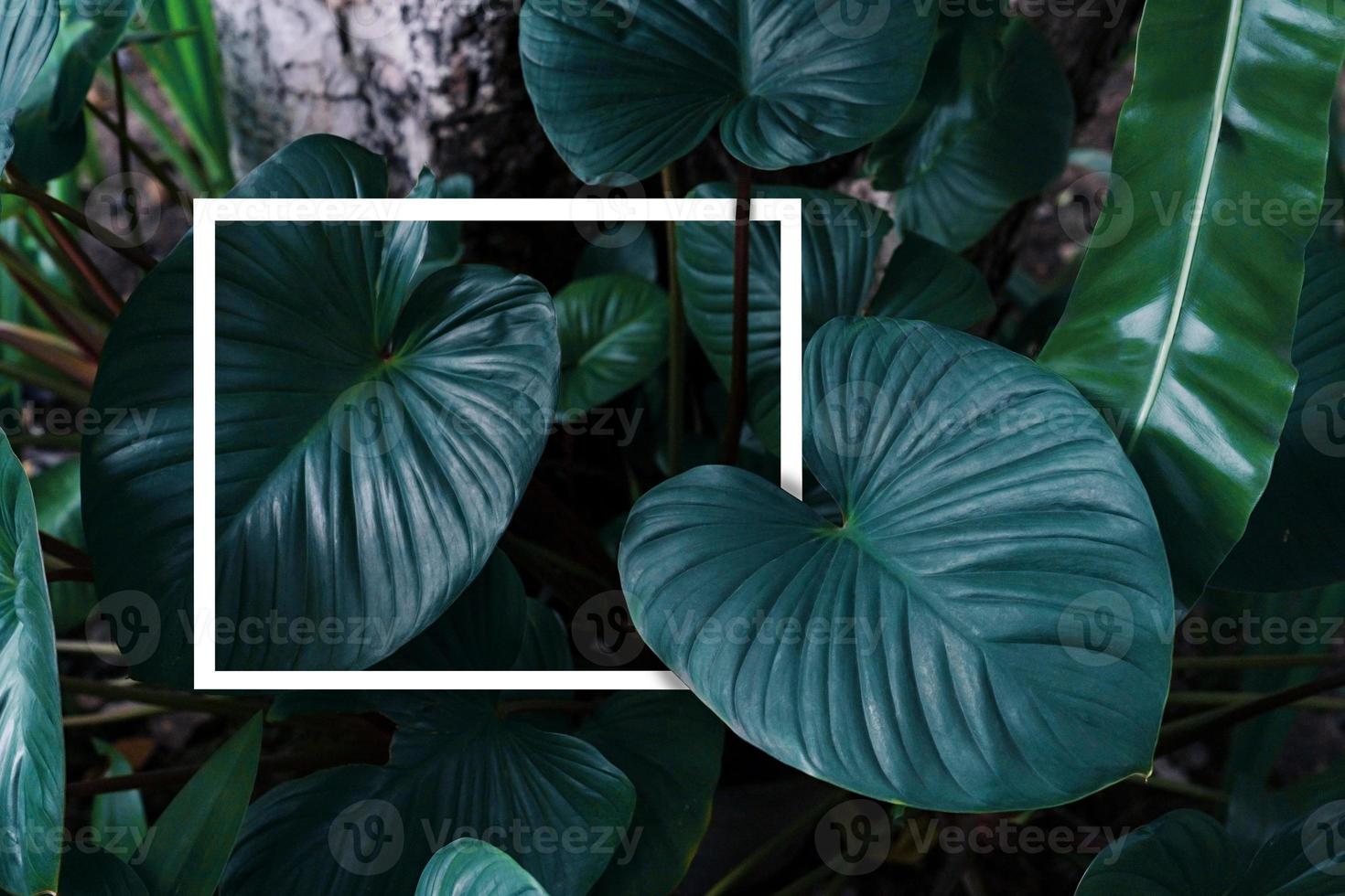 patrón de hojas verdes con marco blanco para el concepto de naturaleza,hoja homalomena rubescens árbol fondo texturizado foto