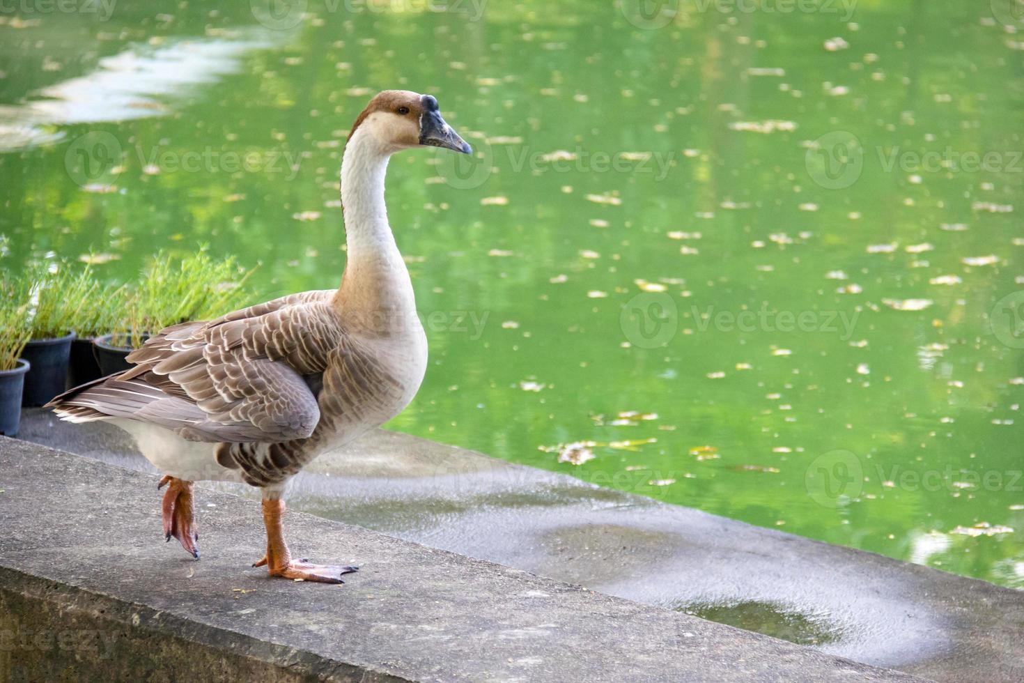 goose with pond background photo