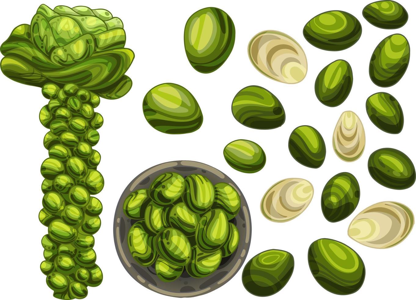 Brussels sprouts in different angles. A bush with growing vegetables. Baked cabbage and fresh in a bowl. Drawn in a group and in a section, vector illustration