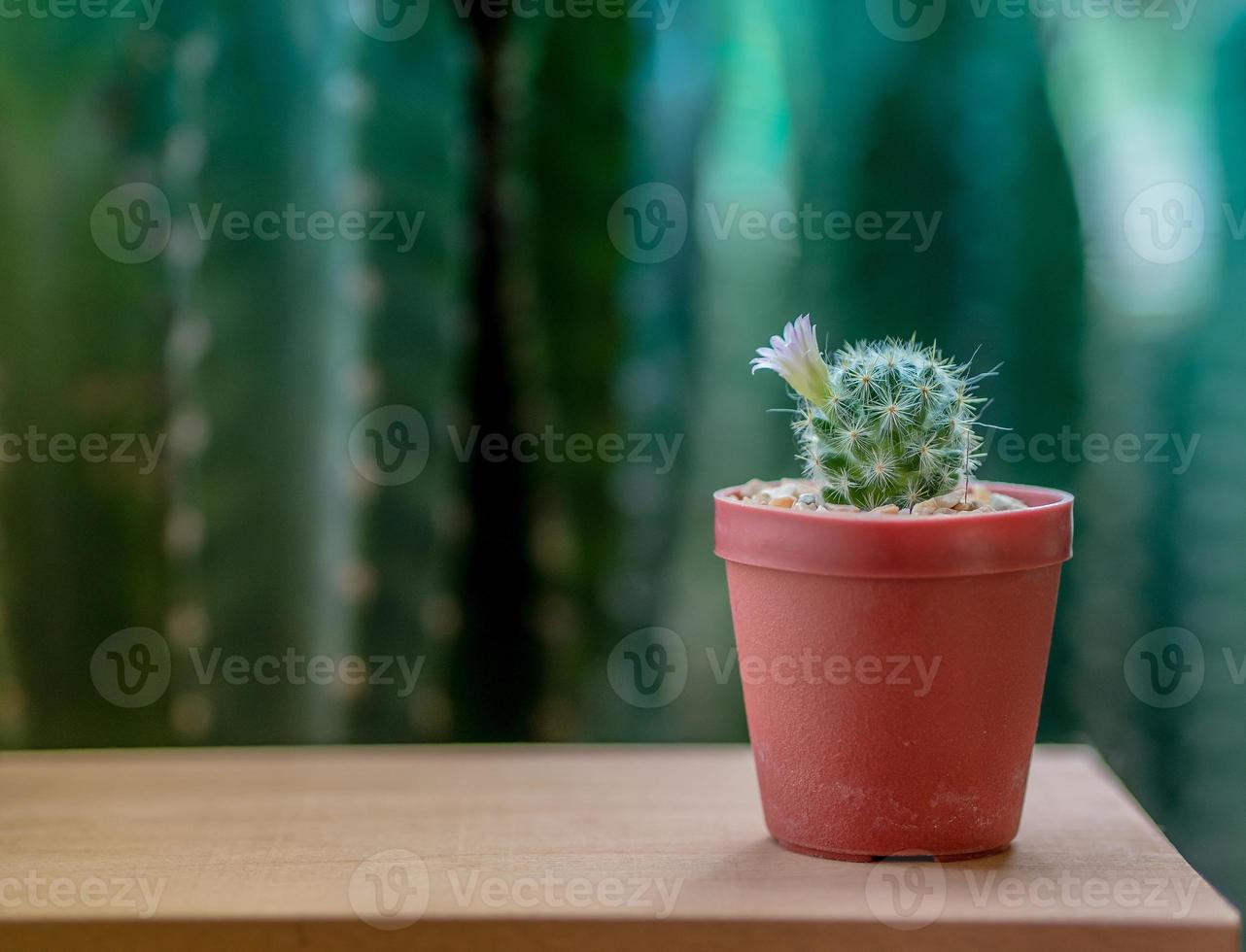 Flower blooming of Cactus in a flower pot on the wood floor, in the garden, vintage style photo