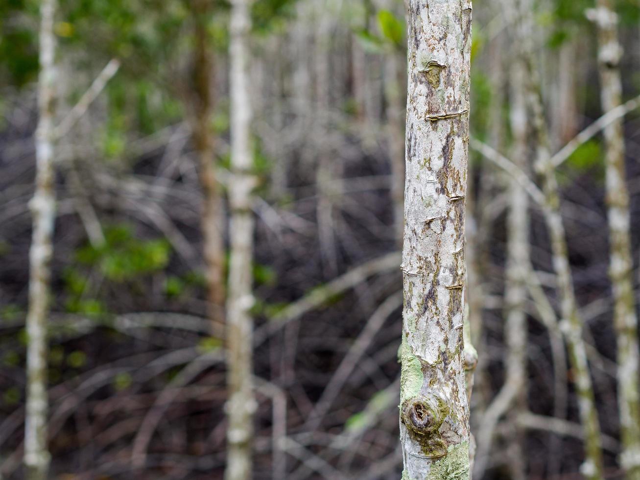 Close up picture of the mangrove tree. Can see the beautiful texture of wood in the mangrove forest, Background texture photo