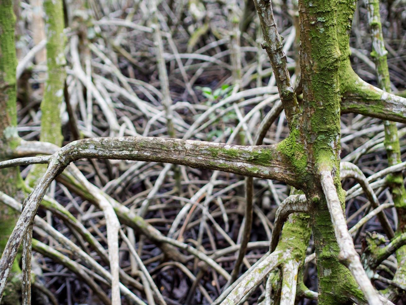 Close up picture of the mangrove tree. Can see the beautiful texture of wood in the mangrove forest, Background texture photo