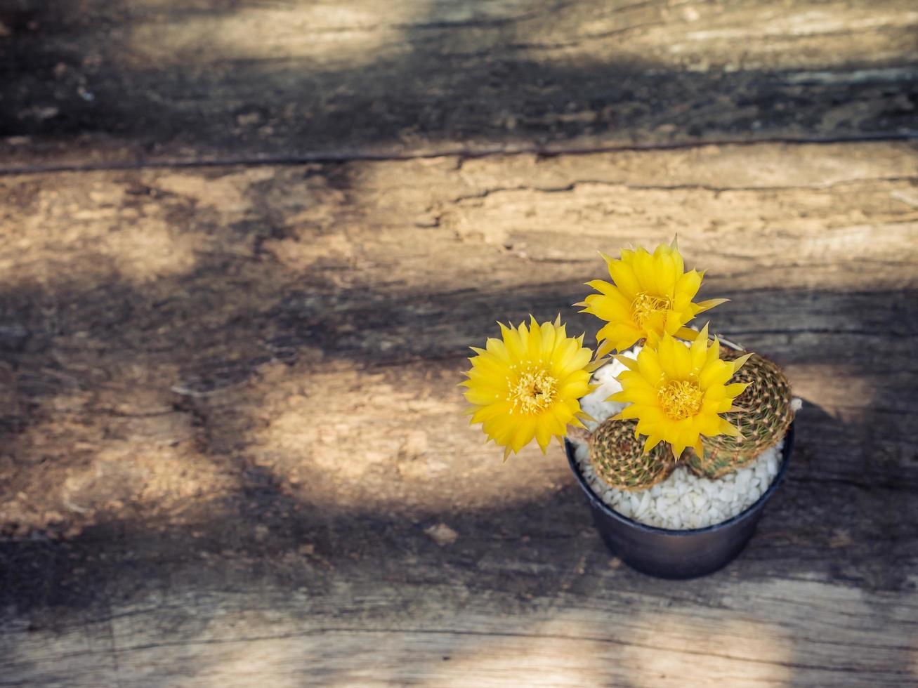 Flowers yellow blooming of Cactus in a flower pot on the wood floor, vintage style photo