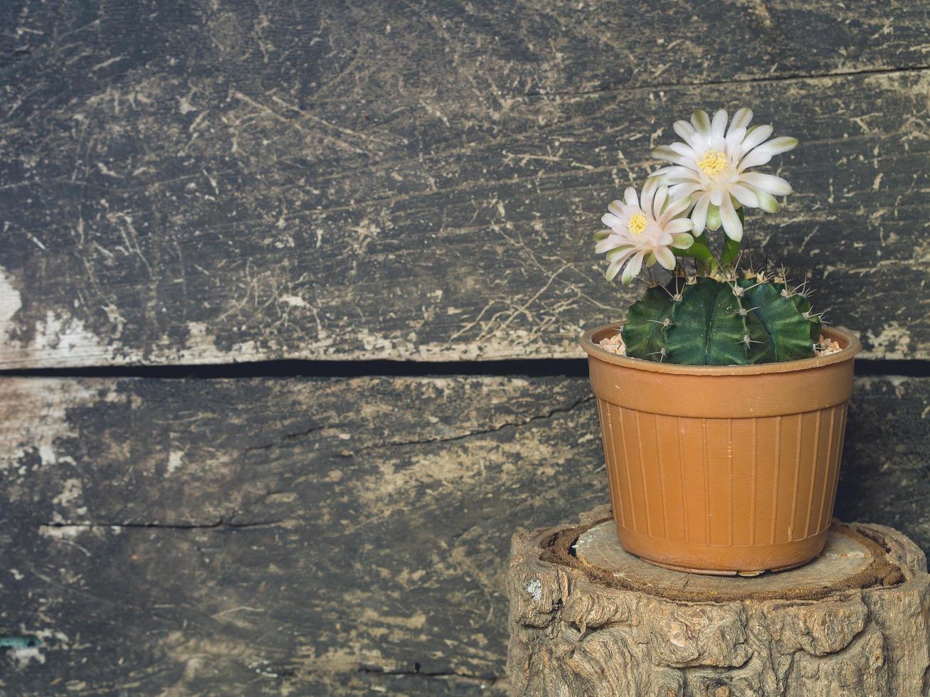 Flowers blooming of Cactus in a flower pot on the timber vintage style photo