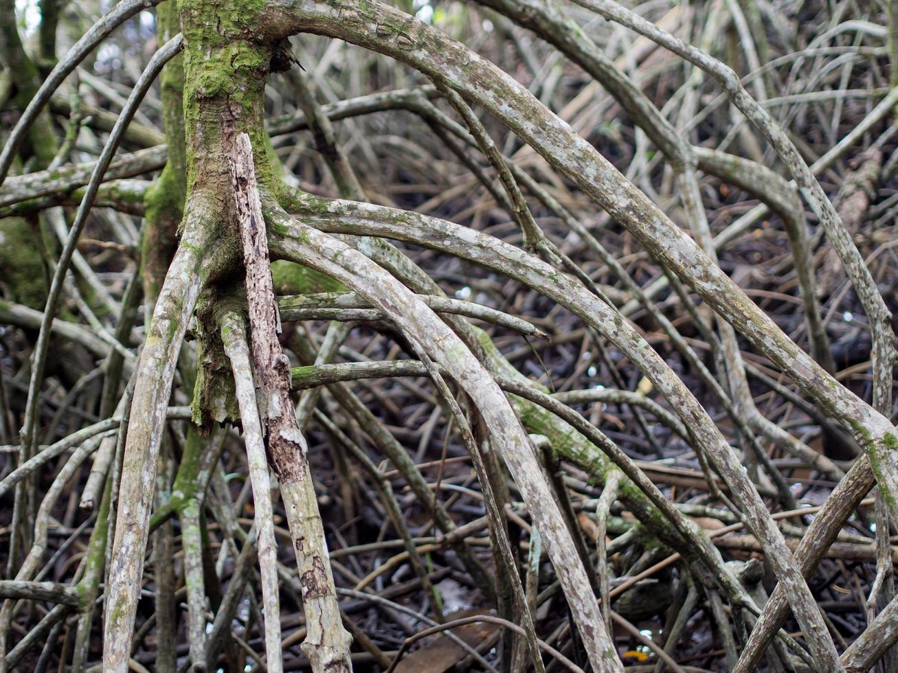 Close up picture of the mangrove tree. Can see the beautiful texture of wood in the mangrove forest, Background texture photo