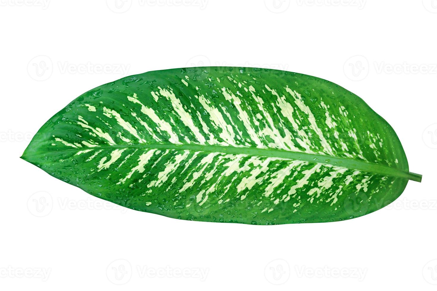 green leaves pattern of Dumb Cane foliage isolated on white background,leaf exotic tropical,include clipping path photo