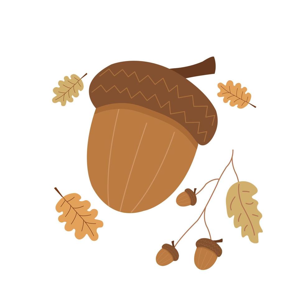 Acorn illustration with oak leaves and branches. Isolated vector nut from oak tree.