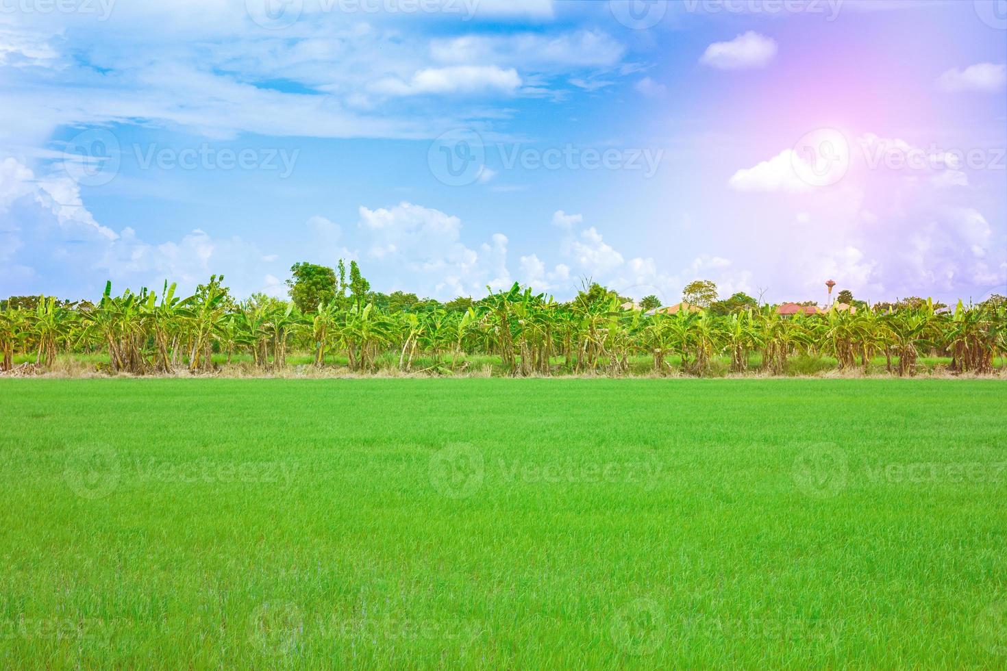 landscape of farm rice cornfield in Thailand. photo