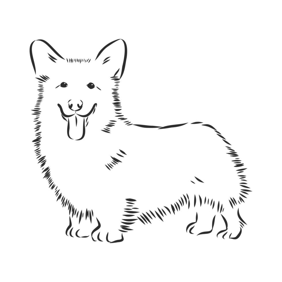 dog vector sketch