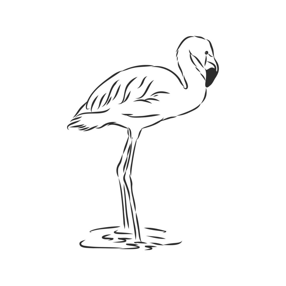 flamingo vector sketch