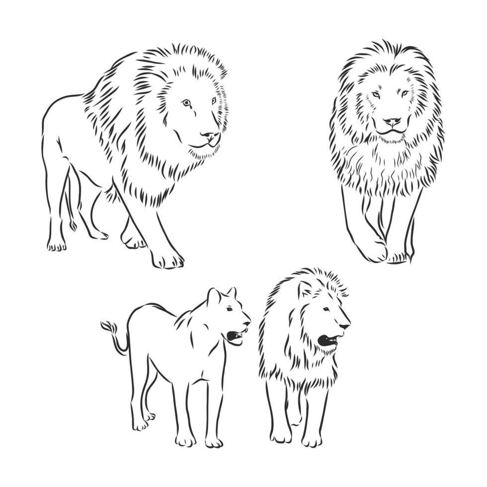 leo vector sketch