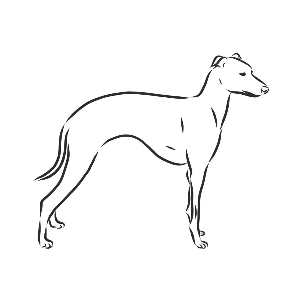 bosquejo del vector del perro