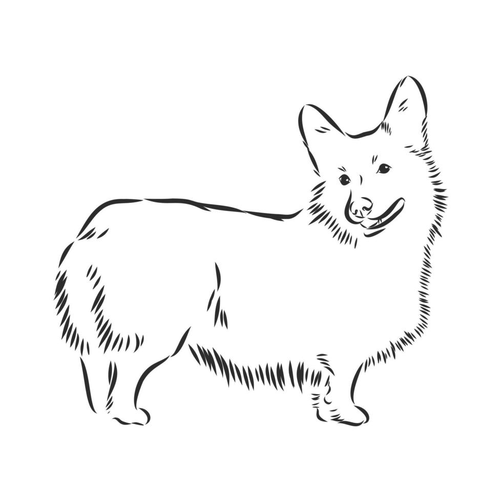 dog vector sketch