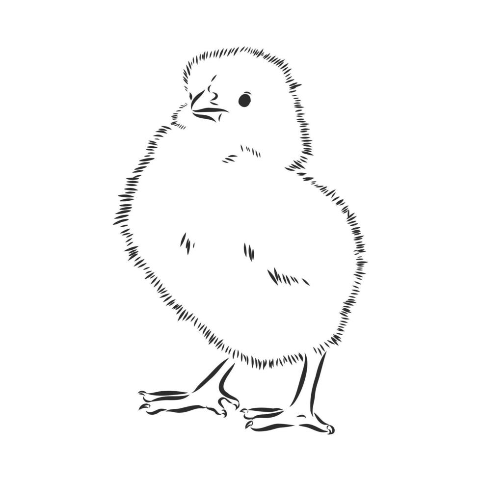 chicken vector sketch