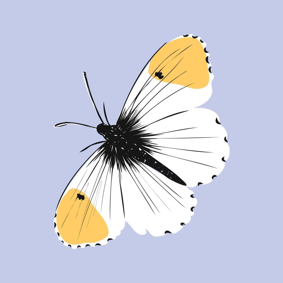 bosquejo del vector de la mariposa