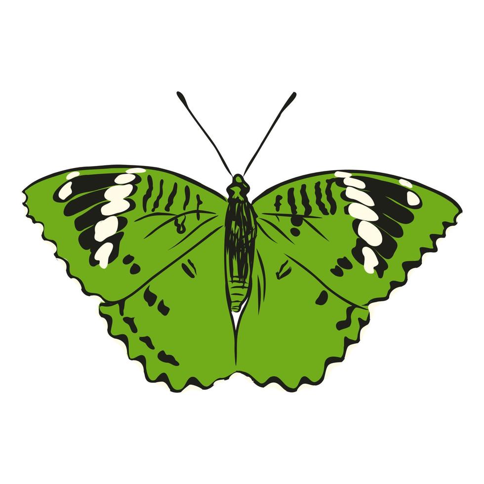 butterfly vector sketch