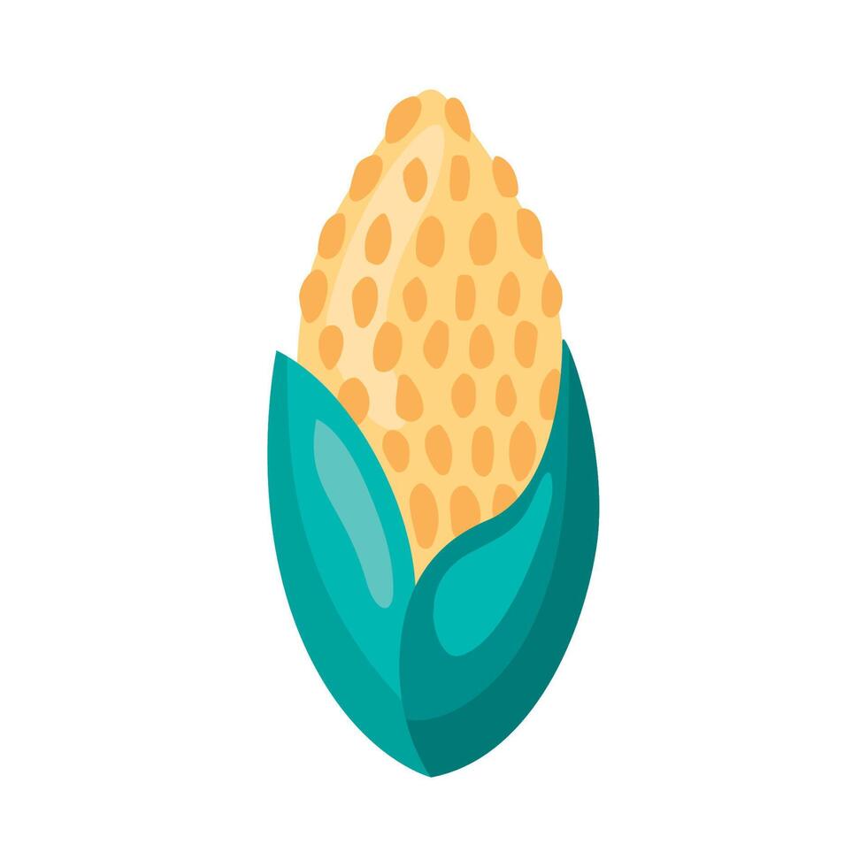 corn cob vegetable vector