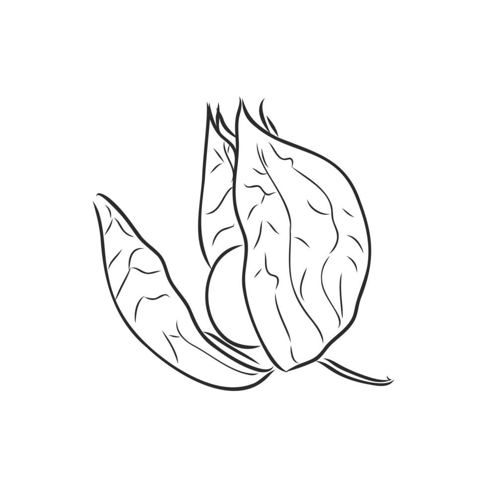 physalis vector sketch