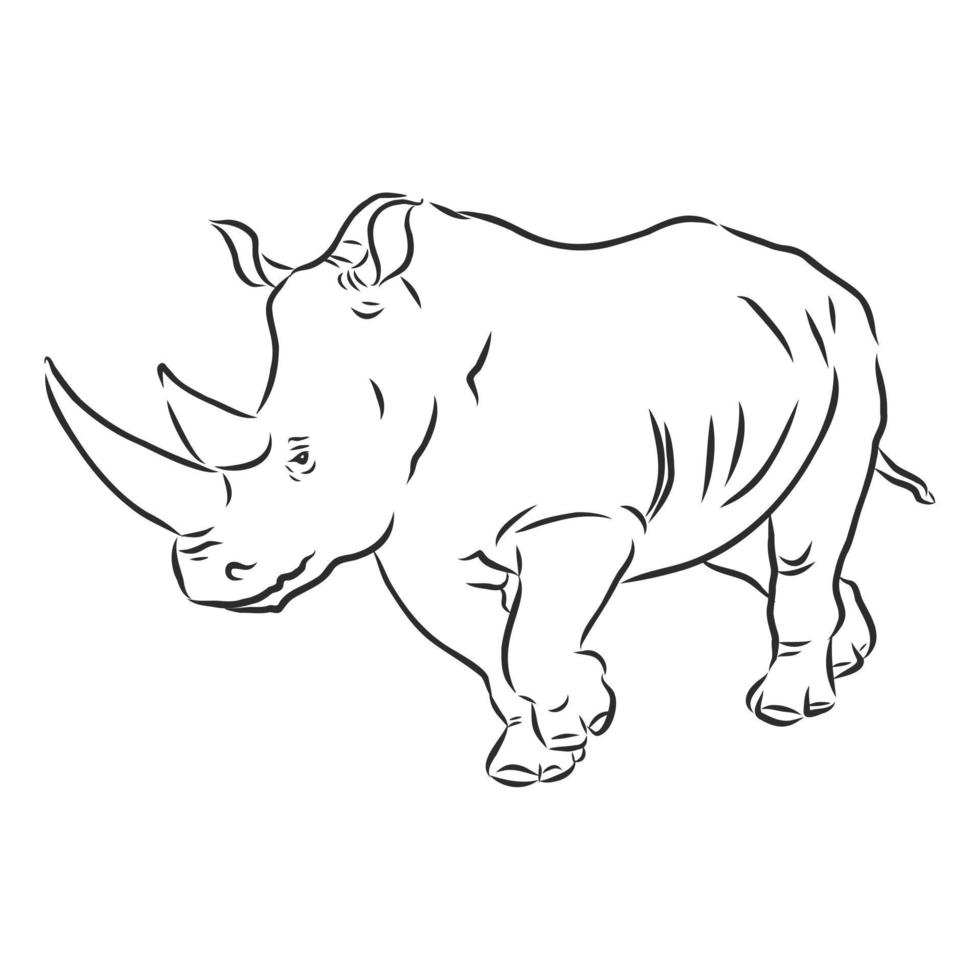 rhino vector sketch