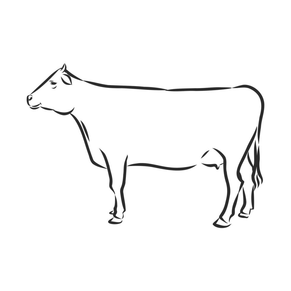 bosquejo del vector de la vaca