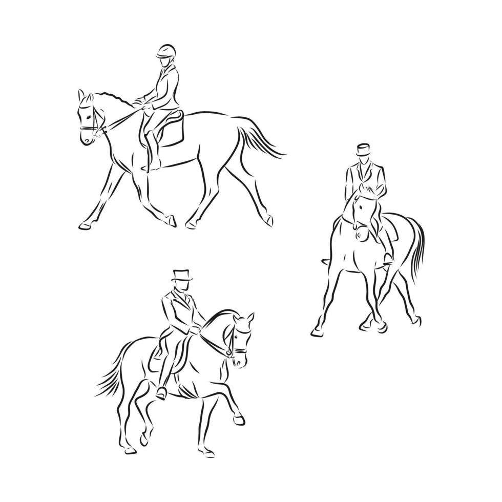 dressage horses vector sketch