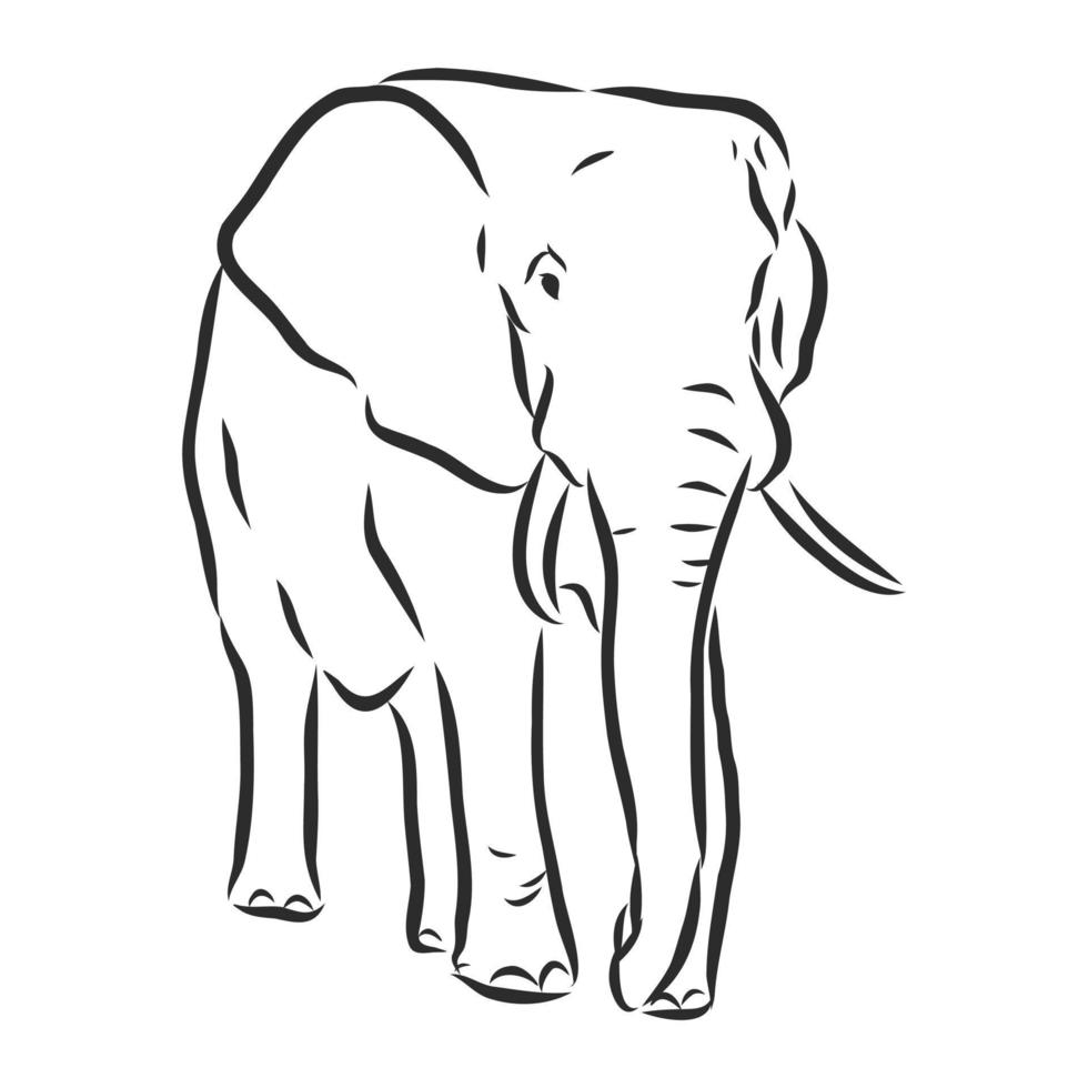 dibujo vectorial de elefante vector
