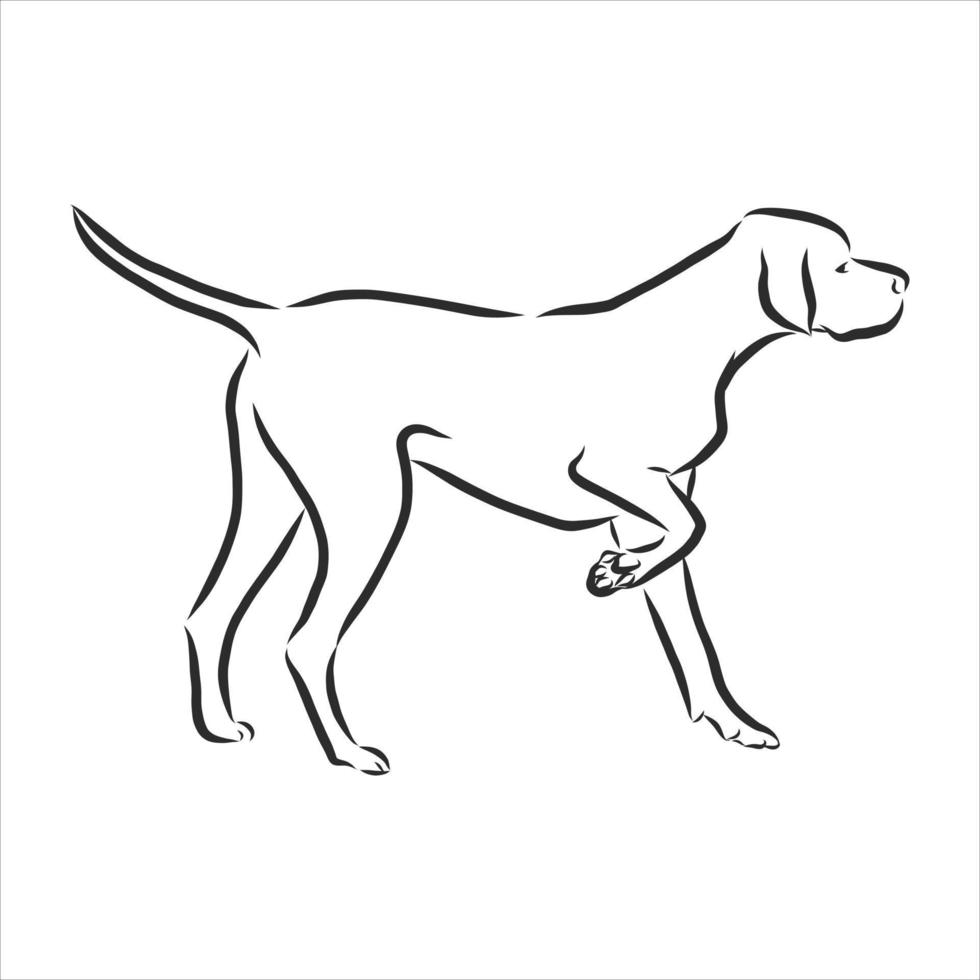 dog vector sketch