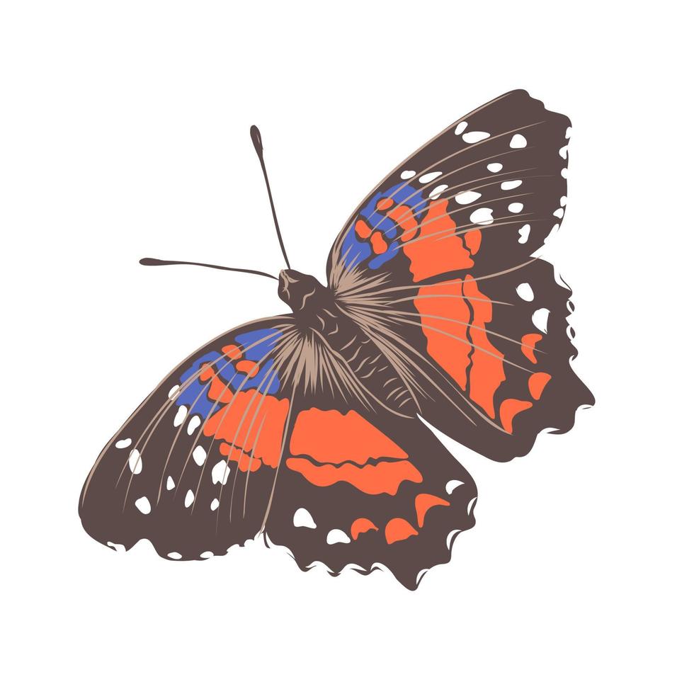butterfly vector sketch