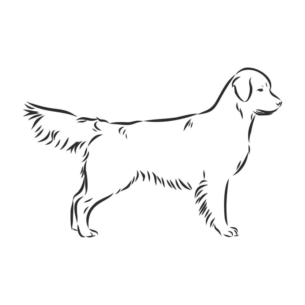 dog vector sketch