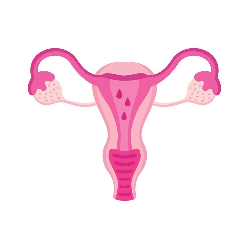 uterus female organ vector