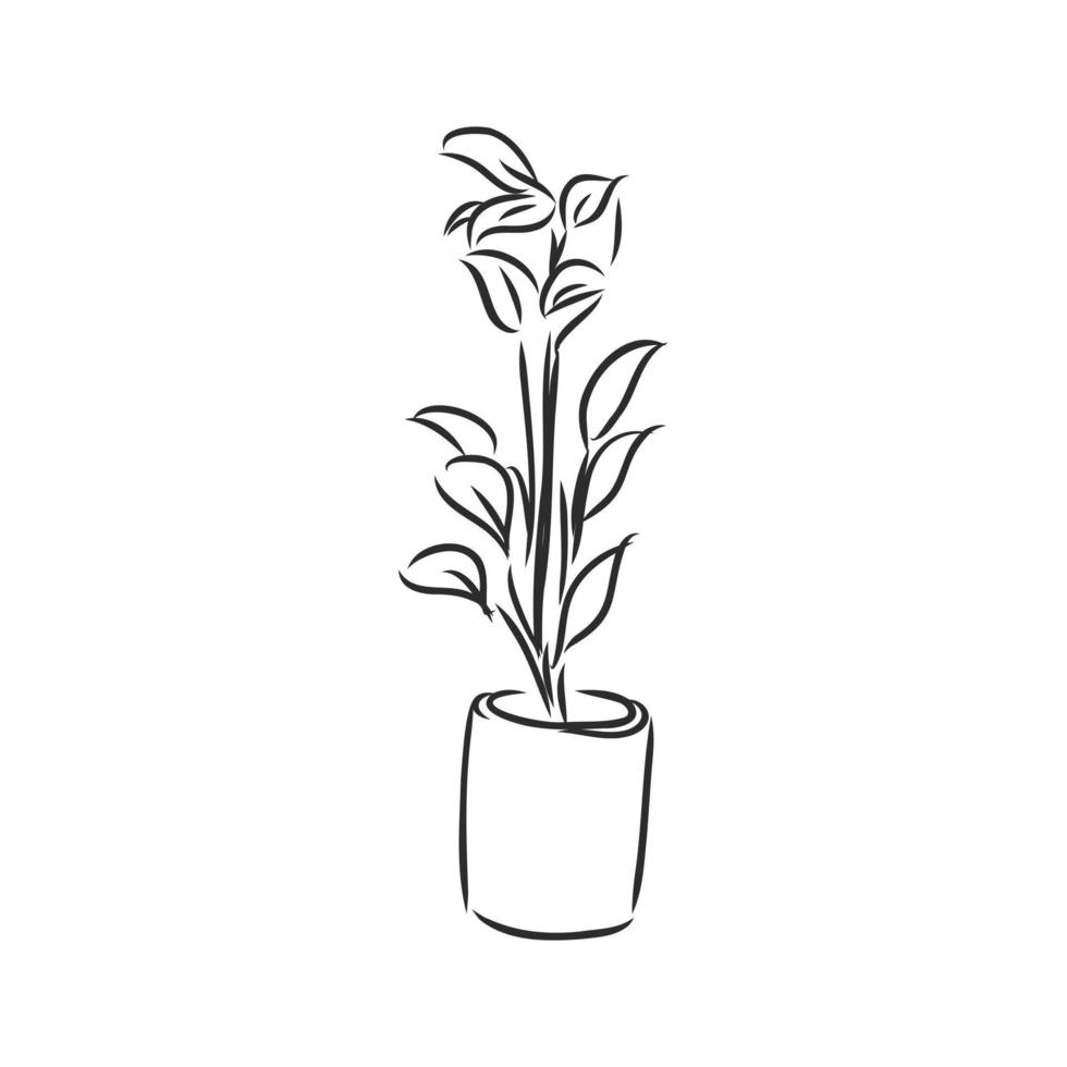 houseplant vector sketch