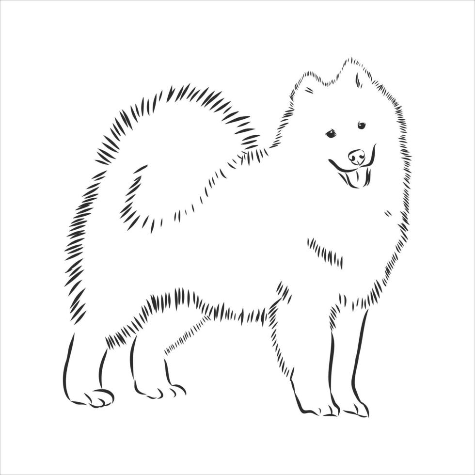 dog vector sketch