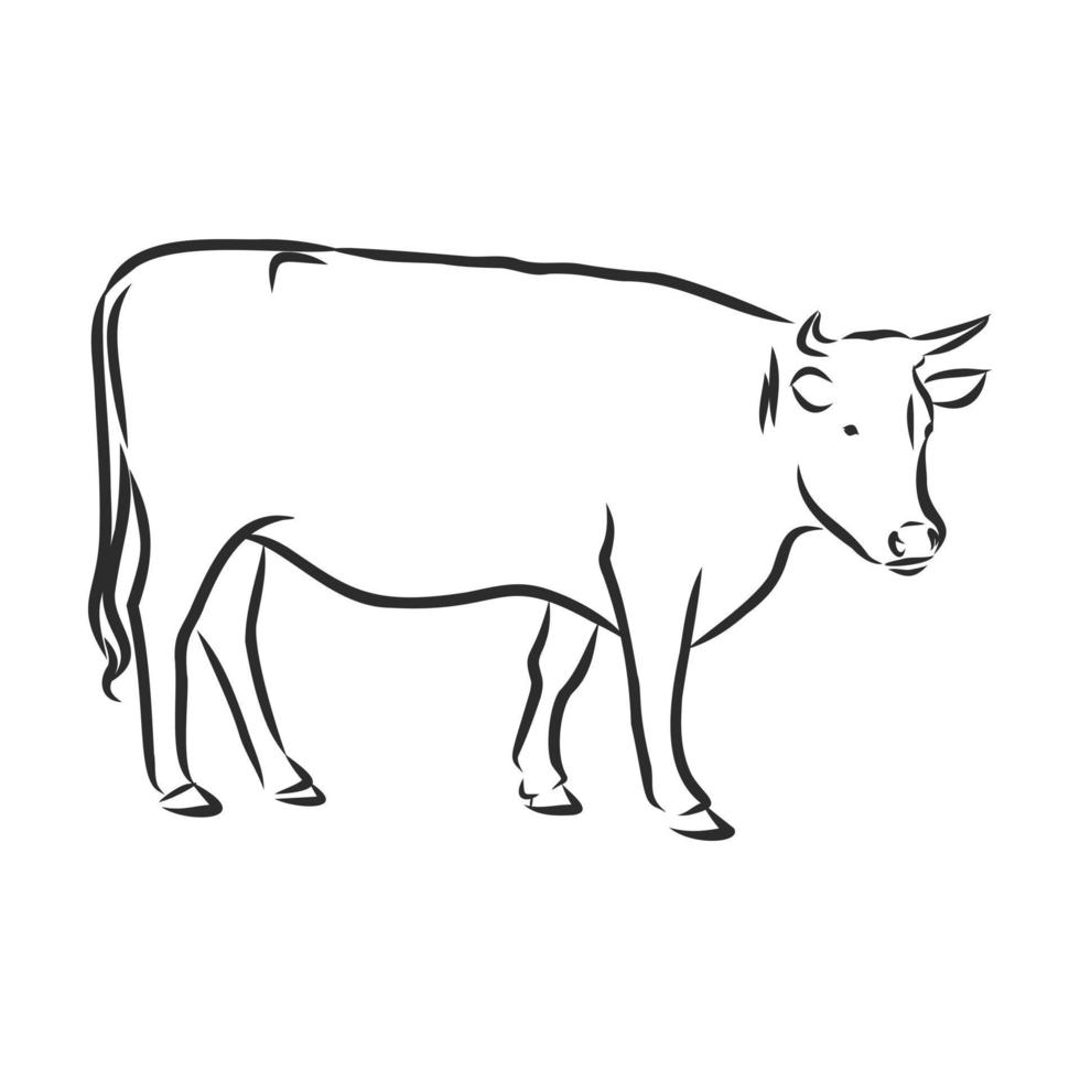 bosquejo del vector de la vaca