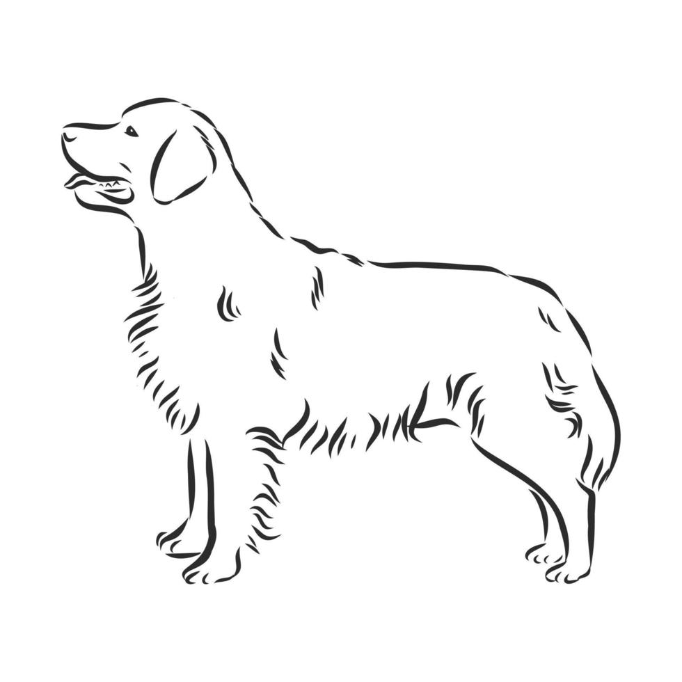 dog vector sketch