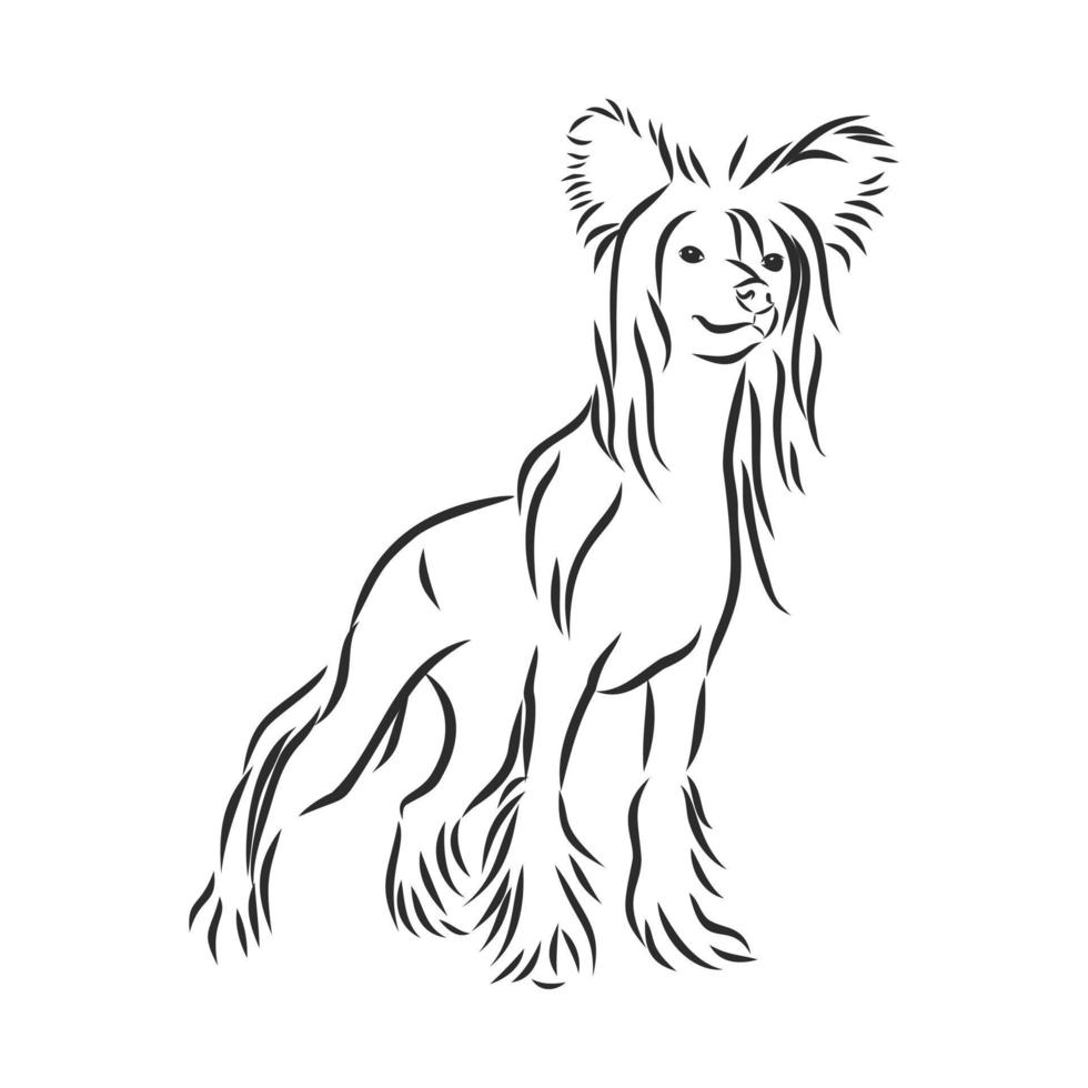 dog vector sketch