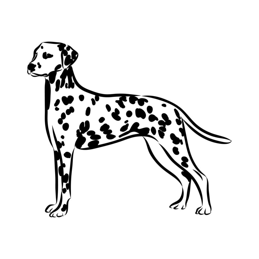 bosquejo del vector del perro