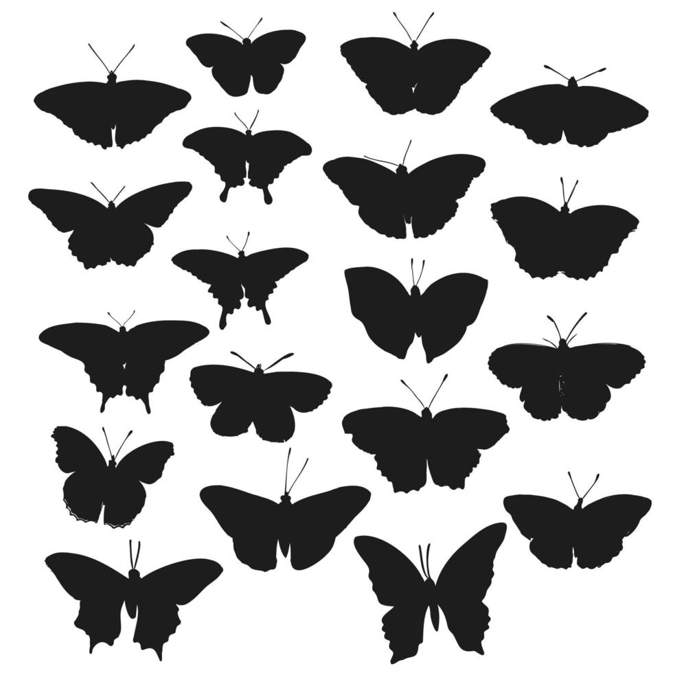 butterfly vector sketch