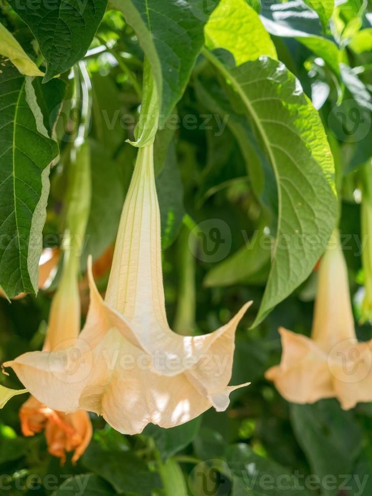 Brugmansia flowering in springtime in Estepona, Spain photo