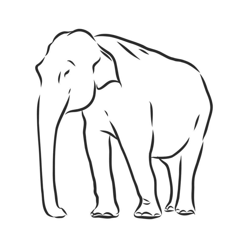 elephant vector sketch