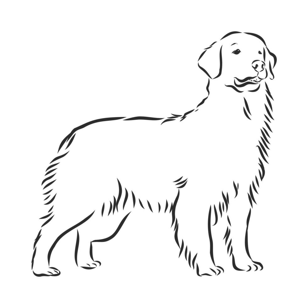 dog vector sketch