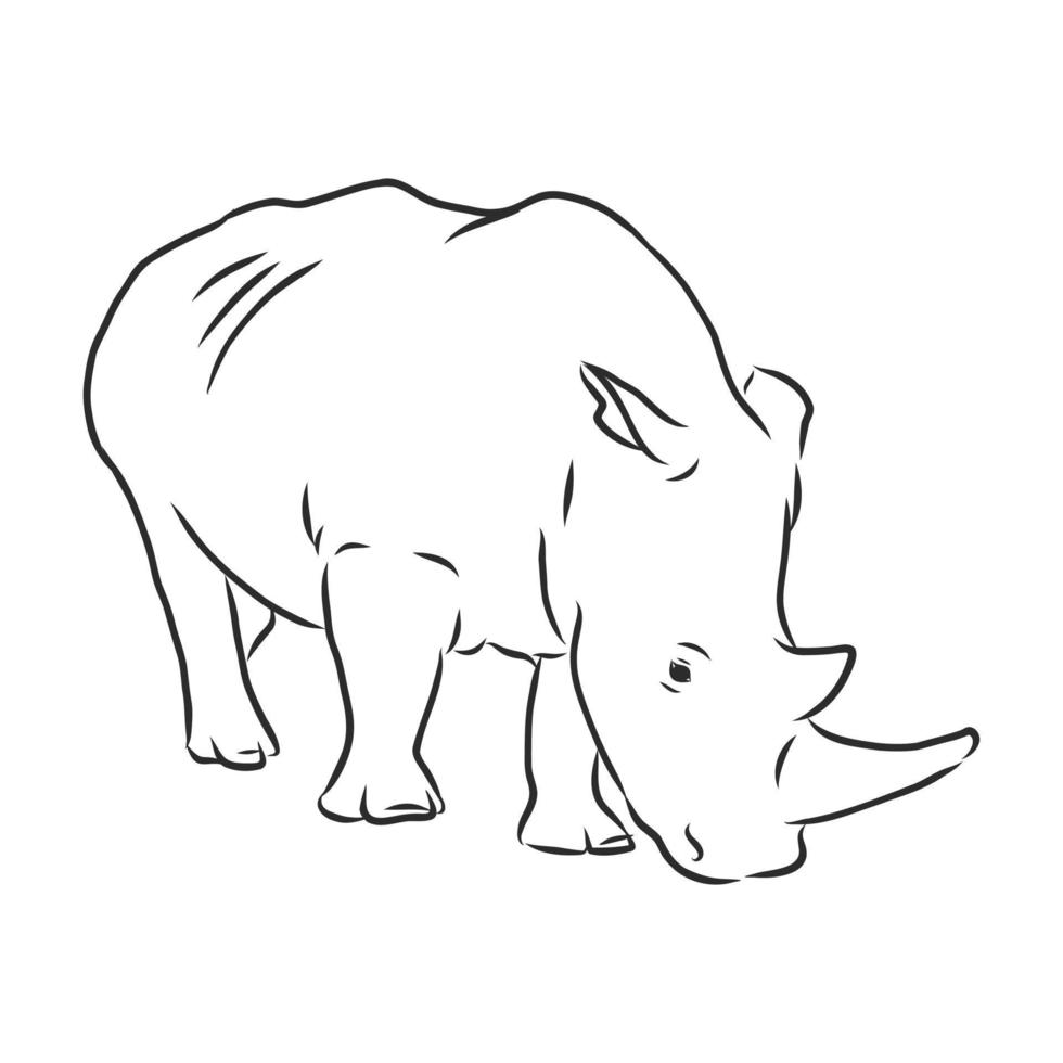 rhino vector sketch