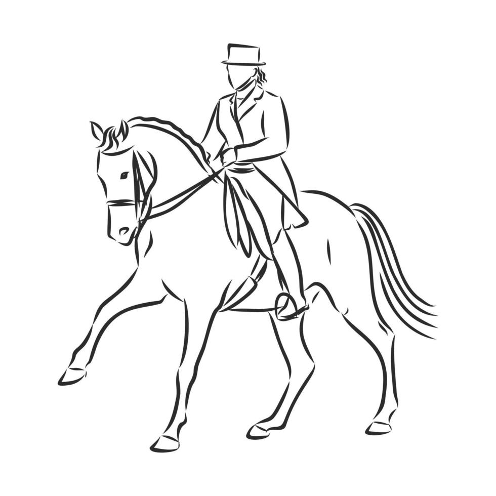 horse training vector sketch