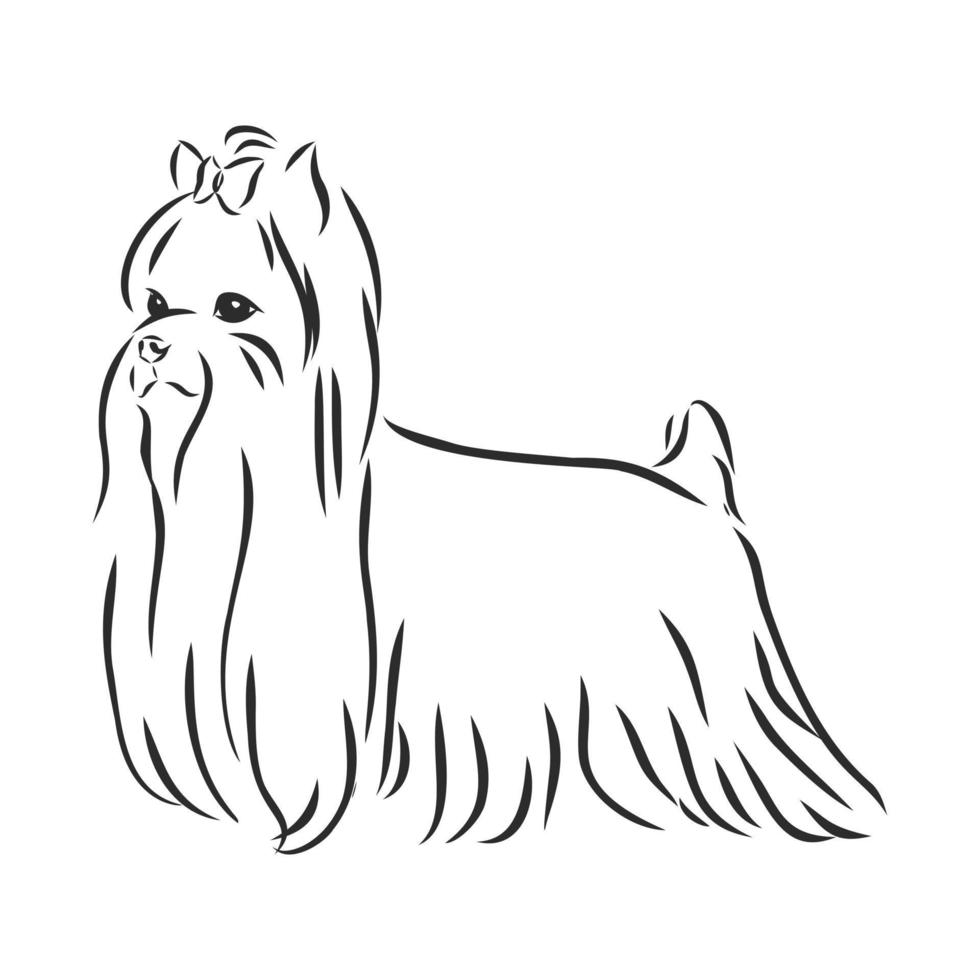 dog vector sketch