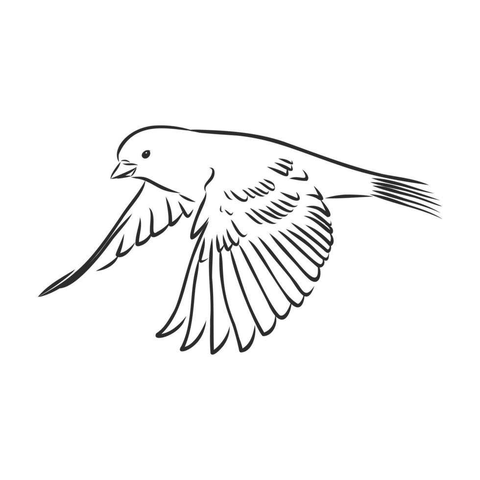 sparrow vector sketch